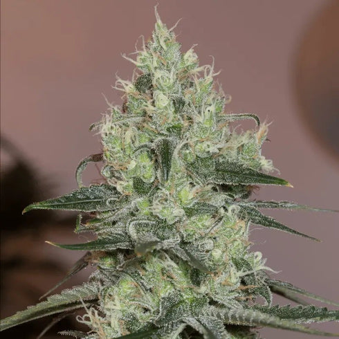 Silent Seeds - Original Amnesia